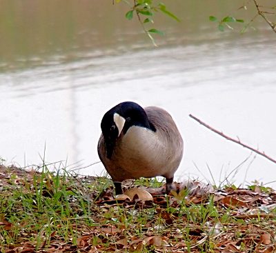 [The adult goose faces the camera as she stands over a nest. One large egg is half-way above the ground. Another egg is just barely visible above the leaves of the nest. There is grass growing through the leaves on the ground. In the background is the pond.]